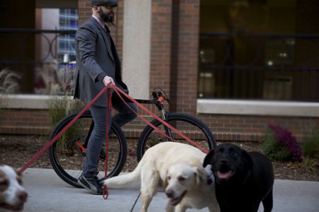 Прогулка с собаками на велосипеде без цепи
