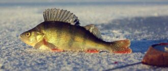Как подготовиться к зимней рыбалке: советы и рекомендации  